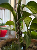 Earthy Plant Stake