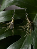 Air Plant Earrings