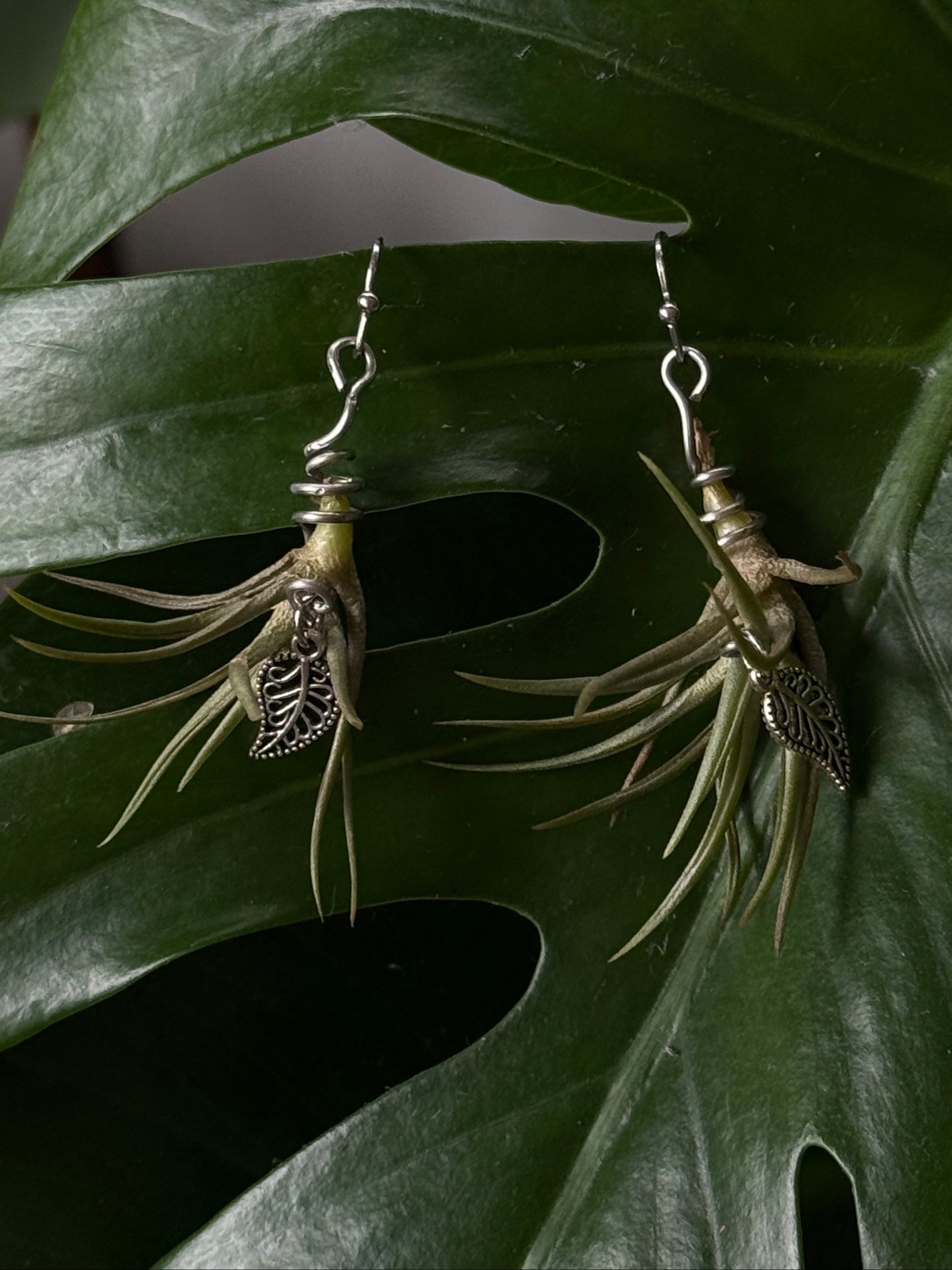 Air Plant Earrings