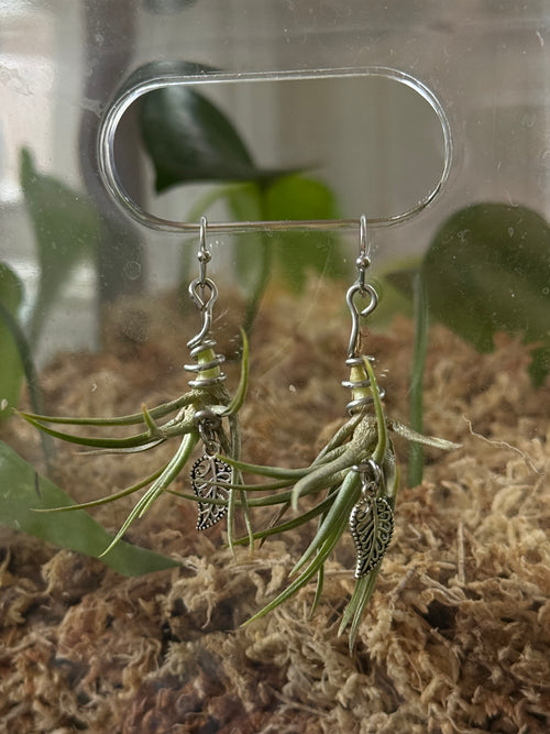 Air Plant Earrings