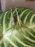 Air Plant Earrings