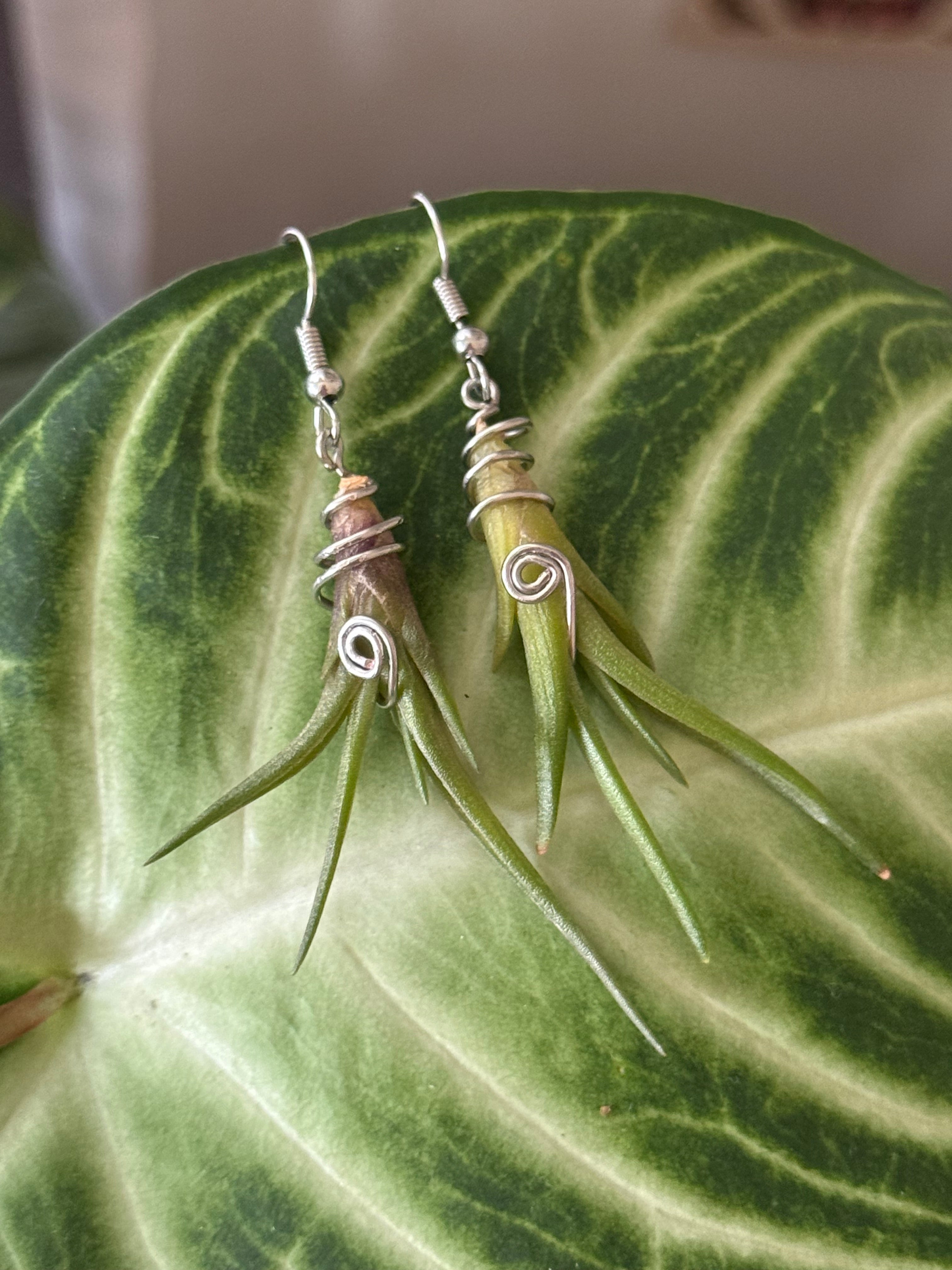 Air Plant Earrings